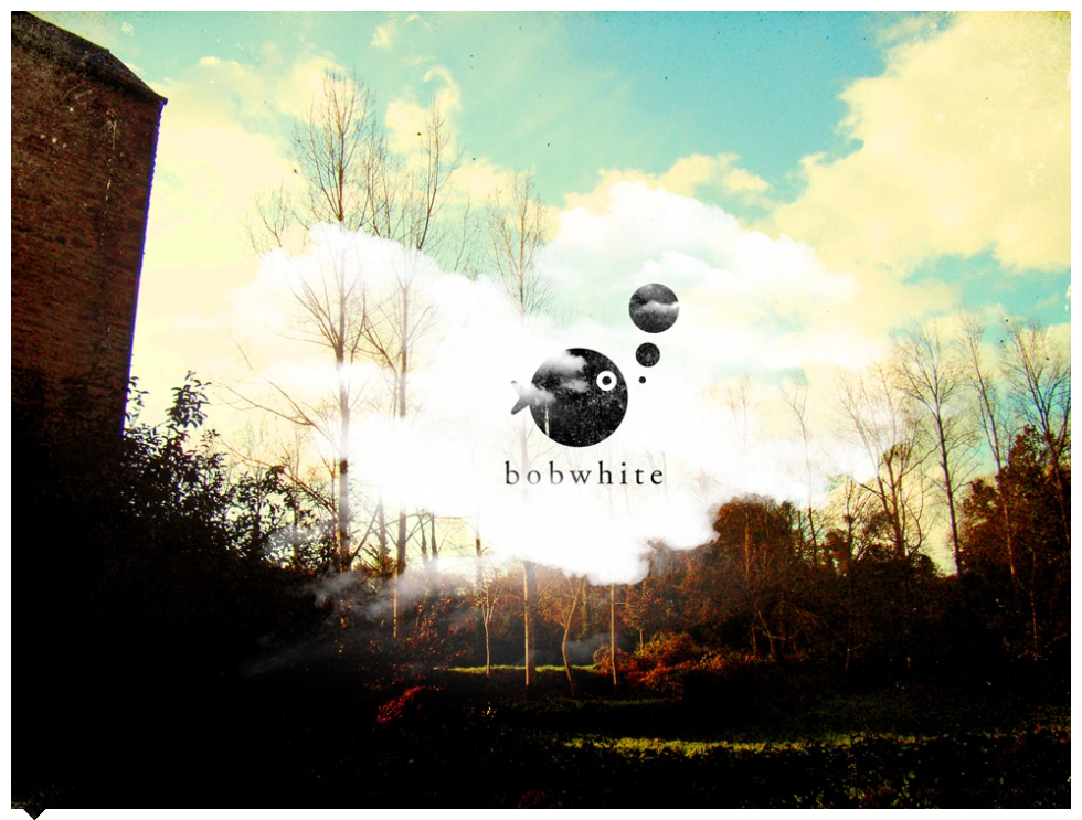 Illustration :: bobwhite :: bob3.jpg